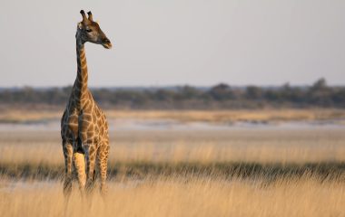 We studied more than 500 giraffe skulls from all over Africa – and confirmed there are 4 distinct species