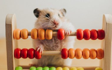 Humans and animals can both think logically − but testing what kind of logic they’re using is tricky