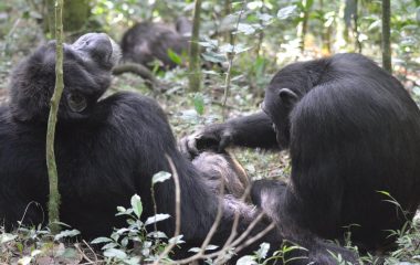 Whose turn is it? The question is at the heart of language and chimpanzees ask it too
