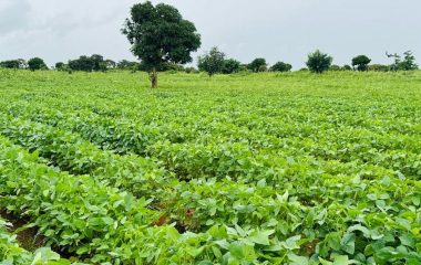 High food prices in east and southern Africa: four steps to boost production and make markets work better