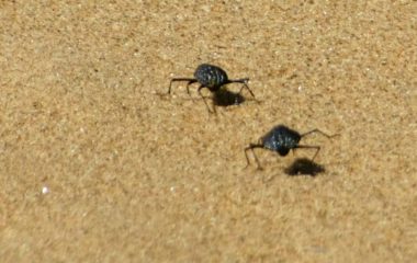 A Namib desert beetle runs to stay cool: how scientists solved the puzzle of this unique and speedy species