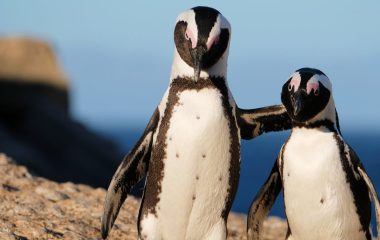 Can African penguins be brought back from the brink? Better designed no-fishing zones could help