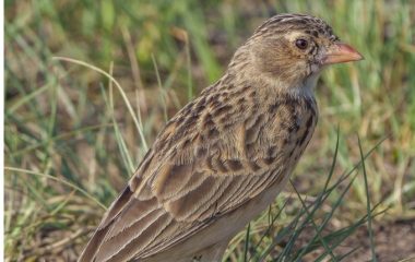 Action plan to save SA’s most endangered bird