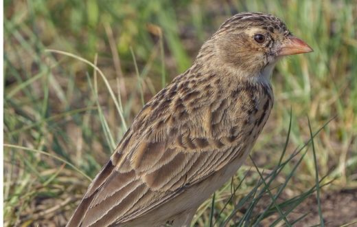 Action plan to save SA’s most endangered bird