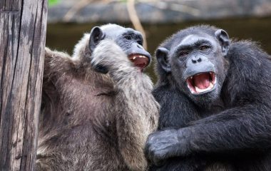 Chimpanzees ingest more than the equivalent of one alcoholic drink a day – new research