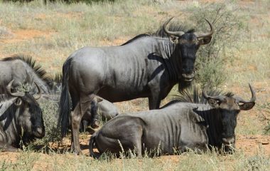Ancient antelope teeth offer surprise insights into how early humans lived