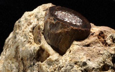 Life in fossil bones: what we can learn from tiny traces of ancient blood chemicals