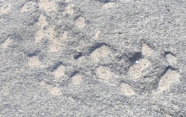 Bird and tortoise fossil tracks on South Africa’s coast – latest findings are world firsts