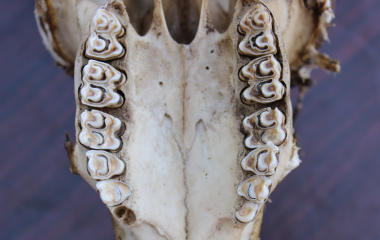 Ancient teeth reveal clues to the environment humans’ early ancestors evolved in millions of years ago