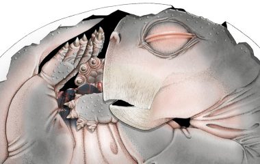 Embryo fossil found in South Africa is world’s oldest proof that mammal ancestors laid eggs