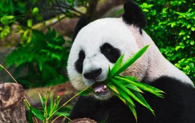 Rhino poaching falls for third consecutive year — but experts warn numbers remain unsustainably high