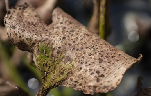 A billion tiny insects are getting the better of the Hartbeespoort hyacinth