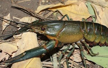 The Australian crayfish invading our rivers
