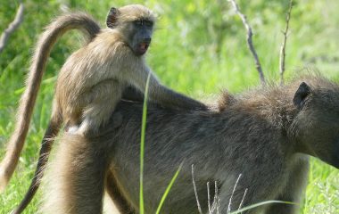 Female baboons keep family bonds strong: research reveals the benefits