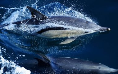 Levels of ‘forever chemicals’ in dolphins and whales are rising globally