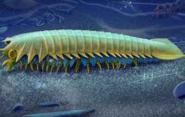 Spider fangs are one of their scariest features – new fossils reveal their origins