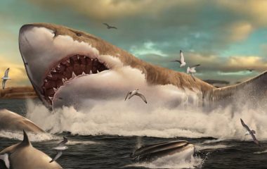 Megalodon’s legendary life revealed by fossil rediscovery