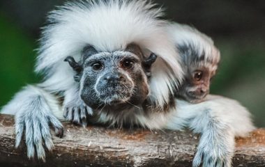 Why some primates have even tougher births than humans