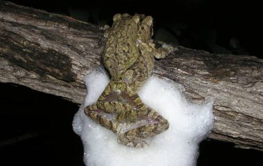 The sex life of treefrogs: how females build better nests by mating with multiple partners