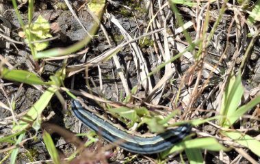 Can a newly discovered soil fungus stop the devastating African armyworm when chemicals have failed?