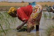 Agriculture in Africa: science and research can’t make an impact without investment and good policies