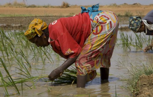 Agriculture in Africa: science and research can’t make an impact without investment and good policies