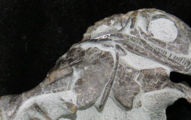 Turtles finally have a place in the tree of life: X-ray study of South African fossils was a decider