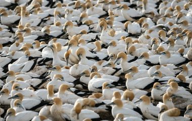 AI in nature conservation: powerful tool or dangerous shortcut?