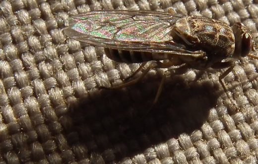 The bloodsucking insect with a saw for a mouth: how the tsetse fly bites through almost anything