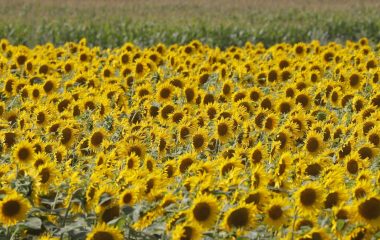 Russia is cutting off Ukraine’s grain exports again, threatening a critical harvest and global food security