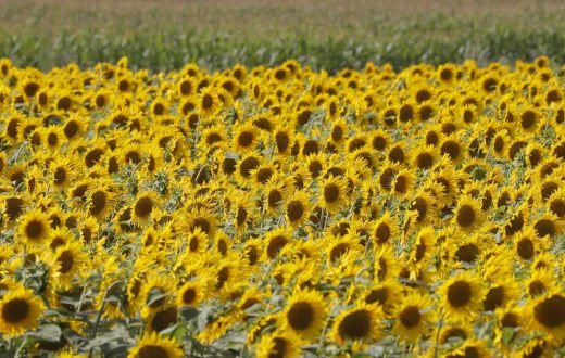 Russia is cutting off Ukraine’s grain exports again, threatening a critical harvest and global food security