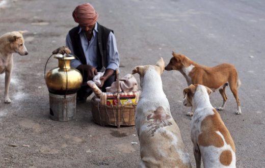 Street dogs: Why India can’t — and shouldn’t — evict its canines