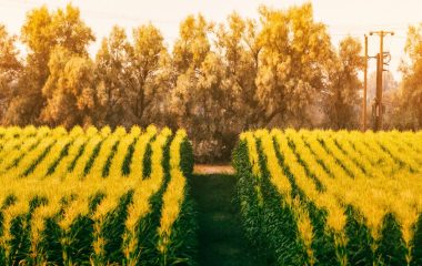 Farming can help drive southern Africa’s growth if countries in the region make trade easier