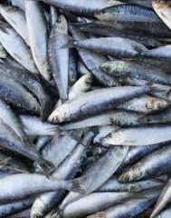 Authorities probe reports of sardine deaths in Gqeberha