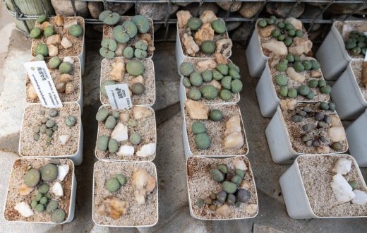 More than 2.5-million succulents seized from poachers