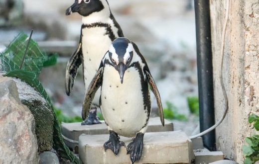 Mass sardine die-off: new threat to African Penguins?