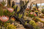 Editorial illustration of a fynbos exhibition with charred wood and flowering indigenous plants