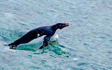 Satellite images show how penguins’ diets are changing in response to Antarctic climate change