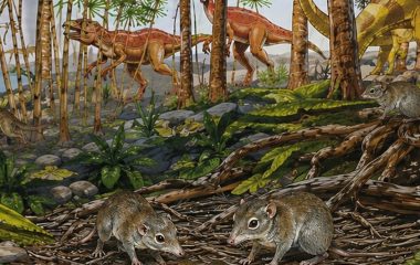 Early mammals weren’t all loners, as scientists thought – some already lived in pairs alongside the dinosaurs
