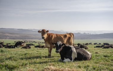 How foot and mouth disease ran amok