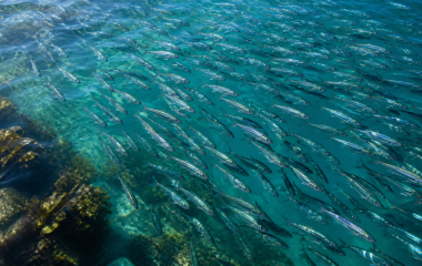 A shoal of sardines swimming in clear coastal water