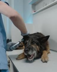 South Africans urged to vaccinate pets, help prevent rabies