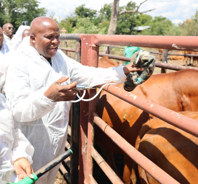 North West records first week with no new FMD cases