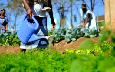 Rediscovering household farming to improve South Africa’s food security