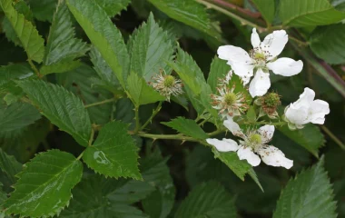 Brambles are a problem weed in South Africa but researchers are closer to finding a natural enemy to manage them