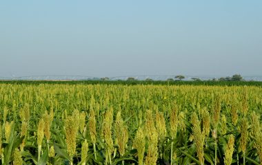 Sorghum crop and centre-pivot irrigation equipment on the Springbok Flats in Limpopo