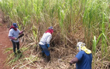 Government to meet with Mpumalanga sugarcane growers